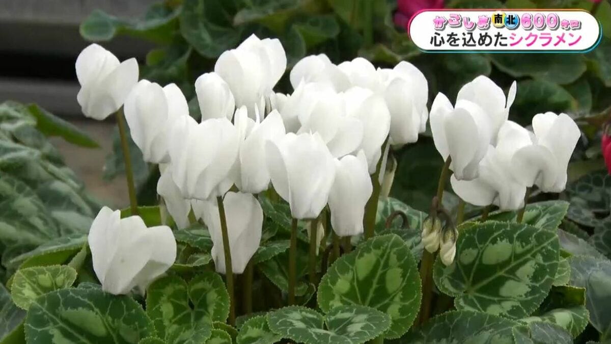 市来農芸高校生が育てたシクラメンを販売 かごしま南北600キロ