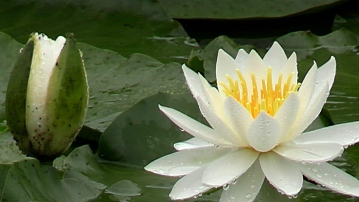 衆楽園でスイレンが見ごろ 早朝に花が開き昼過ぎにしぼむため観賞は