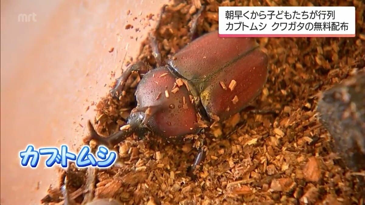 飼育することで優しい子に」カブトムシとクワガタを無料配布 国富町の