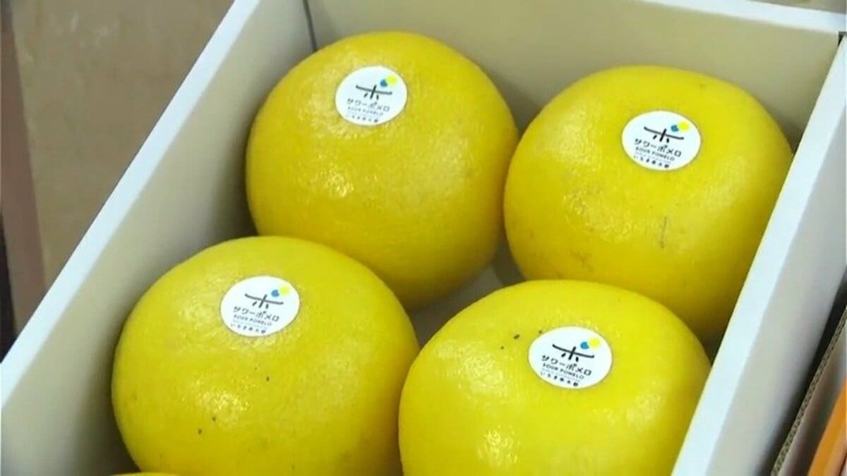 （鹿児島特産品）ヒメ③ サワーポメロ　箱満杯詰　いちき串木野市産 楽天市場】【ふるさと納税】＜先行予約受付中！＞《期間限定・数量限定