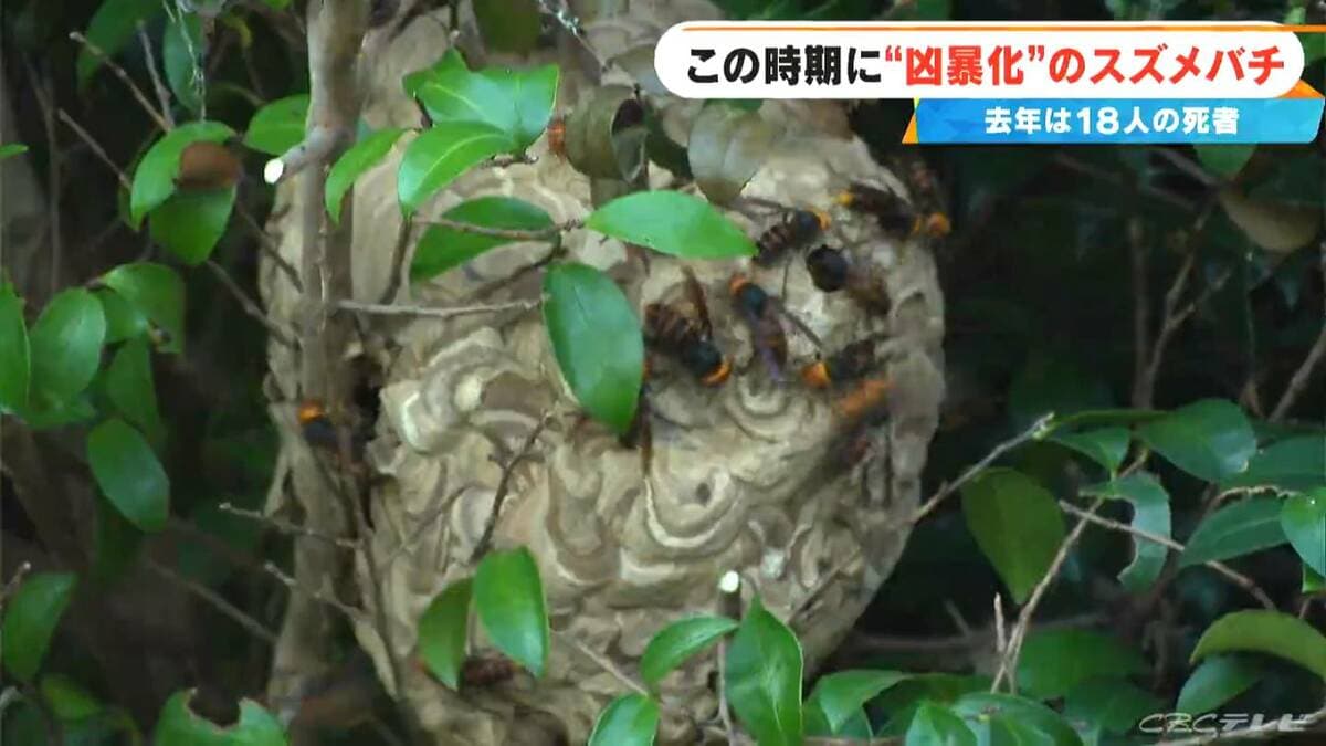 秋は女王蜂育成シーズン! 凶暴化したスズメバチ集団 “巣の駆除だけでは終わらない” 挟み撃ちで攻めるハンターに密着
