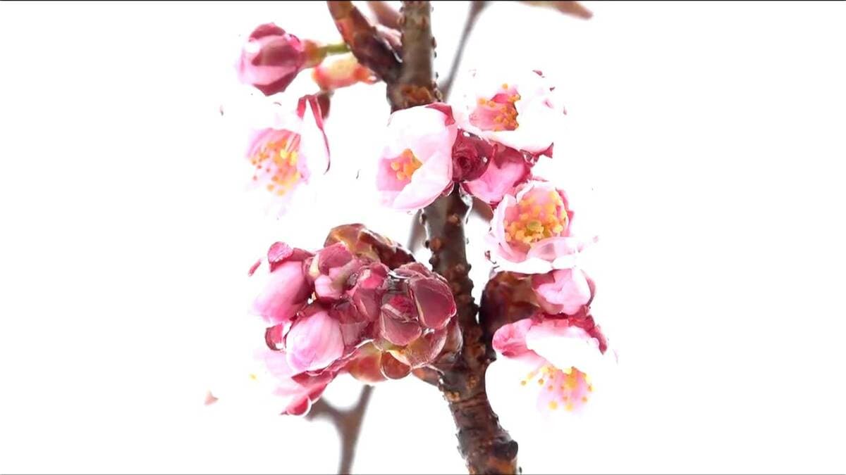 サムネイル_まだ雪の残る『高田城址公園』で早くもウスカンザクラが開花 “観桜会”は4月3日から　新潟県上越市