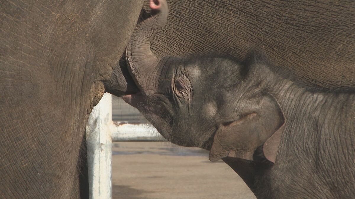 アフリカンサファリでアジアゾウ誕生　名前は「タワ」ちゃん、4月中旬に一般公開へ