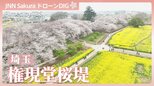 桜と菜の花のコラボレーション 権現堂桜堤【JNN sakuraドローンDIG 2026】|TBS NEWS DIG