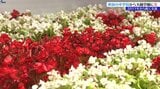 秋田県大仙市の中学校から大槌学園にベゴニアの鉢植え100鉢が届き、さっそく校内に飾りつける|TBS NEWS DIG