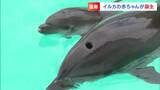 「スタッフも初めて」すくすく成長 バンドウイルカの赤ちゃん 新屋島水族館で6月10日から一般に公開【香川】|TBS NEWS DIG