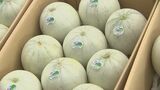 ふるさとの香りを消費者へ　特産プリンスメロン査定会|TBS NEWS DIG