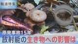 原発事故15年 キノコ、ヤマメ、アユ、ヒラメ…放射能の生き物への影響は【報道特集】|TBS NEWS DIG