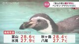 富山の夏は暑すぎる!ペンギン・アザラシも快適に 夏本番前に動物たちも暑さ対策 富山・魚津市 | 富山のニュース|天気・防災|チューリップテレビ