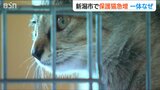 ネコが増えたというより“ヒトの問題”「飼い主の責任を果たして!」新潟市で『保護ネコ』急増 | 新潟のニュース・天気|BSN NEWS|BSN新潟放送