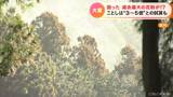 「三重では去年の5倍くらいの飛散します」愛知も3倍!? ことしは花粉が大変!過去最大の飛散量という試算も 対策は? | 名古屋・愛知・岐阜・三重のニュース【CBC news】 | CBC web