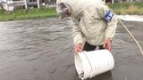 盛岡1.9℃ 奥中山で積雪3センチ 寒い朝~中津川にヤマメ稚魚放流 岩手|TBS NEWS DIG