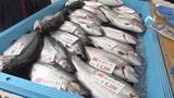 「１回食べたらやめられない！」　津軽海峡で水揚げ「海峡サーモン」即売会に人だかり　|　青森のニュース│ATV NEWS│青森テレビ