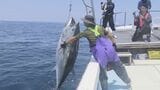 クロマグロ漁に密着!胃袋から出てきたのは…え?イカ!豊漁の実態探る取材で記者驚き 山口|TBS NEWS DIG