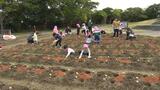 「きれいな花咲いて」子どもたちが1800個のユリを植え付け | 沖縄のニュース|RBC 琉球放送