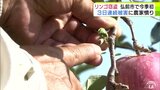 【詳報】17日朝にも… 3日連続の被害 消えたリンゴ『ふじ』約330個 青森県弘前市で今シーズン初のリンゴの窃盗事件が発生 10月下旬に収穫予定だったものの…「10年くらい前から毎年」 | 青森のニュース│ATV NEWS│青森テレビ