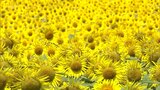 地元住民が育てた約10万本のヒマワリ 宮崎市田野町で見ごろを迎える | MRTニュース | MRT宮崎放送