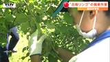 「3年生が合格できるように」受験生に贈る”合格リンゴ” 地元の中学生が摘果作業(山形・朝日町) | 山形のニュース│TUYテレビユー山形