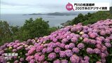約200万本のアジサイが満開に　門川町の「桃源郷岬」　|　MRTニュース ｜ ＭＲＴ宮崎放送