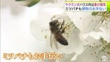 ミツバチもお手伝い　サクランボハウスの中は春の陽気　「ジュノハート」や「佐藤錦」など栽培の果樹園で授粉作業　青森県南部町|TBS NEWS DIG