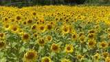 夏本番!2万本のヒマワリが満開 大分 | 大分のニュース|OBS NEWS|大分放送
