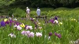 約60種25万本のハナショウブが見ごろ | 愛媛のニュース - Nスタえひめ|あいテレビは6チャンネル