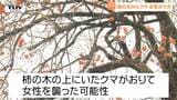 【動画】「雪が落ちてきたと思った」クマは柿の木を降り、突如女性を襲ったか...顔など咬まれた女性の家族に聞いた当時の状況とは（山形）|TBS NEWS DIG