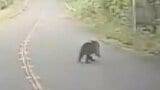 街に接近するクマの脅威「ここまで来たか」 一方、かつてクマ被害に悩むも今は『14年連続で人身被害ゼロ』の場所...安全を支える秘策「ベアドッグ」とは?|TBS NEWS DIG