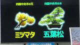 「日本一の紙のまち」を象徴 四国中央市が市花を「ミツマタ」 市の木を「五葉松」に決定 | 愛媛のニュース - Nスタえひめ|あいテレビは6チャンネル