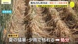 秋雨前線や台風24号も“恵みの雨”ならず 「もう少し早く降ってほしかった」 伝統野菜「ネギ」が猛暑&少雨で全滅 広島|TBS NEWS DIG