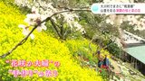 「こんなところに、こんなにきれいに咲いているとは…」“花咲か夫婦”が作った山奥の桃源郷　満開のサクラ・菜の花が一面に（高知県大川村）|TBS NEWS DIG