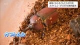 「飼育することで優しい子に」カブトムシとクワガタを無料配布 国富町の役場有志や地域住民が協力 | MRTニュース | MRT宮崎放送