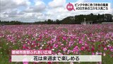 約400万本のコスモスが見ごろ 都城市南部ふれあい広場 | MRTニュース | MRT宮崎放送