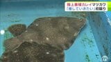 陸上養殖した高級カレイ「マツカワ」の初競り 高値は1kgあたり3900円で取り引き 旬に関係なく出荷できるため関係者から大注目「年中使える陸上養殖のマツカワを推していきたい」 青森県八戸市 | 青森のニュース│ATV NEWS│青森テレビ