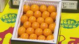 “1キロ3万円”糖度18度以上の最高級品も…みやざき完熟きんかん「たまたま」解禁 | 福岡のニュース|RKB NEWS|RKB毎日放送