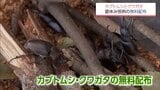 夏休み恒例　国富町でカブトムシとクワガタの無料配布　|　MRTニュース ｜ ＭＲＴ宮崎放送