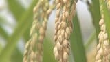 今年のコメの予想収穫量は2万3300トン　前年度より2%減少　出来栄えは基準値の100　山梨　|　山梨のニュース | ＵＴＹテレビ山梨