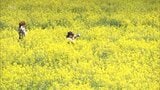 えびの市「グリーンパークえびの」　１２万５千本の菜の花満開　|　MRTニュース ｜ ＭＲＴ宮崎放送