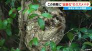 秋は女王蜂育成シーズン! 凶暴化したスズメバチ集団 “巣の駆除だけでは終わらない” 挟み撃ちで攻めるハンターに密着 | 名古屋・愛知・岐阜・三重のニュース【CBC news】 | CBC web