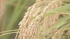 今年のコメの収穫量　半数以上の都道府県で平均「やや上回る」　政府の備蓄米買い戻しは約21万トンで最終調整| TBS CROSS DIG with Bloomberg