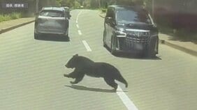 【動画あり】ドライブレコーダーが捉えたのは道路を横切る「クマ」　走行中の車を横目に一気に横断…　現場近くは「青森公立大学」なども　大学は学生と教職員に注意喚起図る　青森市雲谷「国道103号」|TBS NEWS DIG