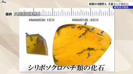 岩手県久慈市で後期白亜紀のシリボソクロバチ類の化石発見 新種の可能