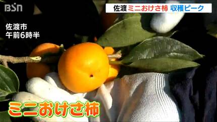 直径3cmほど 通常の6分の1サイズの『ミニおけさ柿』 収穫ピークに 新潟