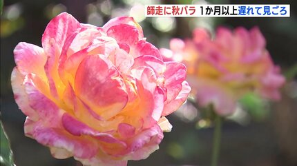 師走に “秋バラ” 夏の猛暑が生育に影響 1か月以上遅れて見ごろ迎える