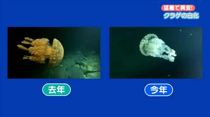 猛暑でクラゲにも異変！ | 鹿児島のニュース｜MBC NEWS｜南日本放送 (1