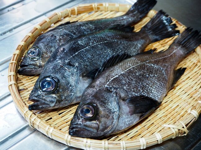 ひとつの魚に多数の呼び名 魚「メバル」の多彩な方言が語る日本の豊かさ|TBS NEWS DIG
