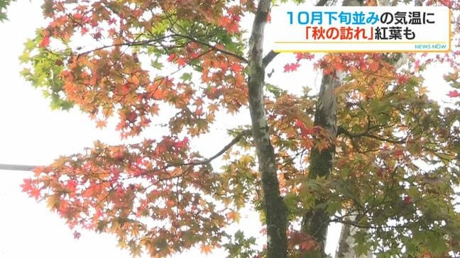 秋の訪れ…早朝の霧、ススキ、紅葉も少しずつ「ちょっと寒いけど大丈夫」子どもたちは半袖で元気に登校　鹿児島|TBS NEWS DIG