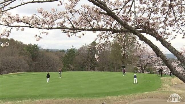 満開のサクラのもとでナイスショット! 青森市のゴルフ場がオープン 待ちわびたゴルファーたちがプレーを楽しむ|TBS NEWS DIG