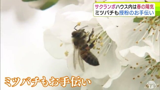ミツバチもお手伝い　サクランボハウスの中は春の陽気　「ジュノハート」や「佐藤錦」など栽培の果樹園で授粉作業　青森県南部町|TBS NEWS DIG