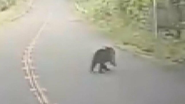 街に接近するクマの脅威「ここまで来たか」　一方、かつてクマ被害に悩むも今は『１４年連続で人身被害ゼロ』の場所...安全を支える秘策「ベアドッグ」とは？|TBS NEWS DIG